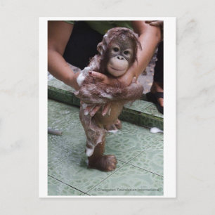 Cutest Baby någonsin - Orangutan Orphan Vykort
