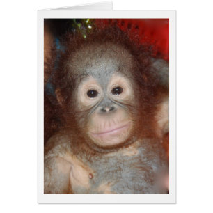 Cutest Baby Orangutan , Borneo' vilt OBS Kort