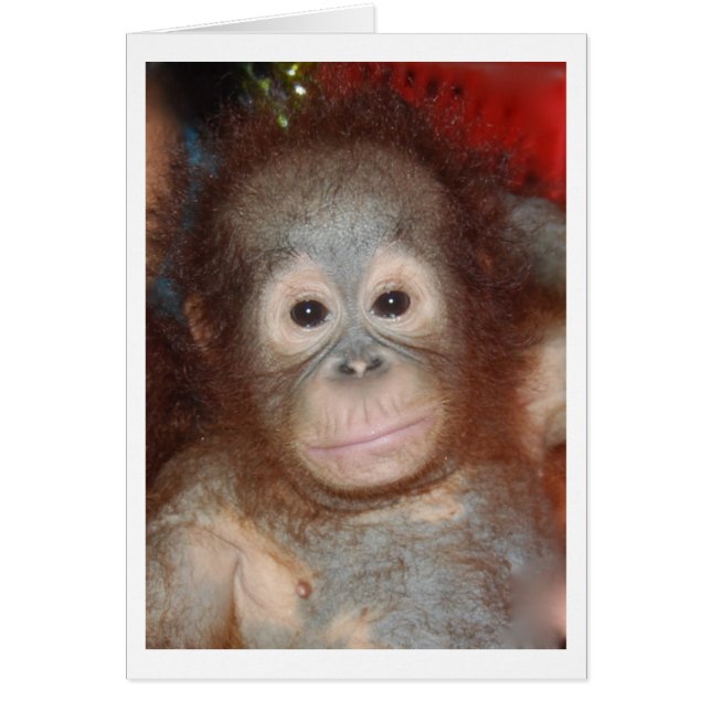 Cutest Baby Orangutan , Borneo' vilt OBS Kort (Framsidan)