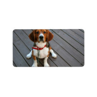 Cutest Beagle Hund någonsin