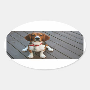 Cutest Beagle Hund någonsin Ovalt Klistermärke