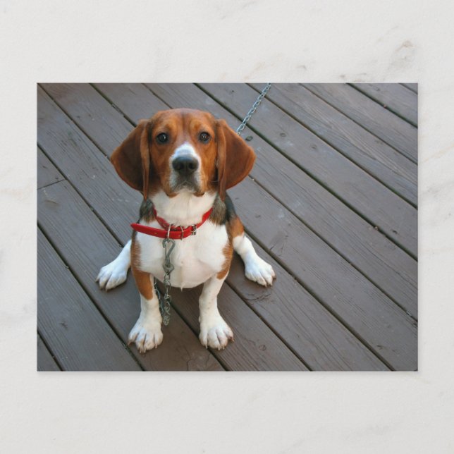 Cutest Beagle Hund någonsin Vykort (Framsida)