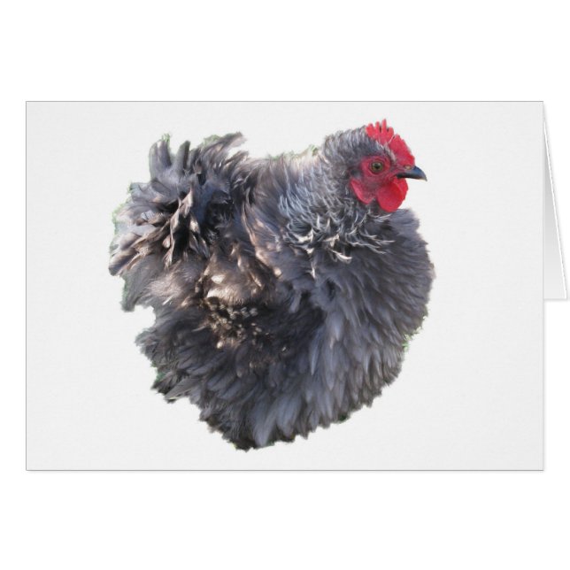 Cutest Blue Frizzle Cochin Bantam Tupp Chicken Hälsningskort (Framsidan Horizontal)