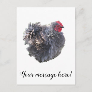Cutest Blue Frizzle Cochin Bantam Tupp Chicken Vykort