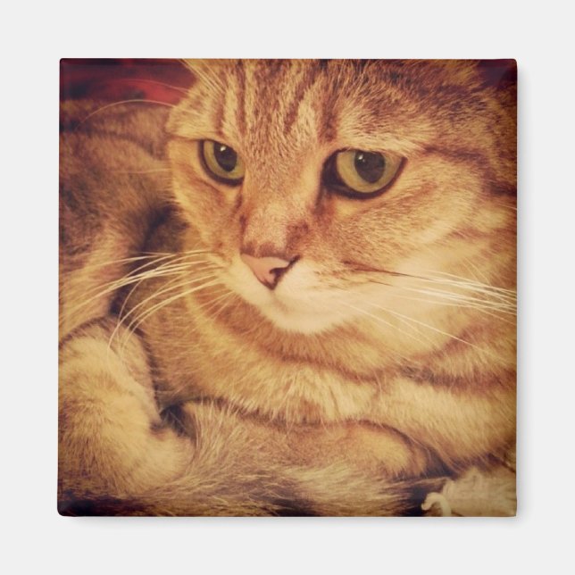 Cutest Cat Magnet (Framsidan)