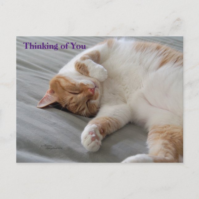 Cutest Cat Thinking of you Postcard Vykort (Framsida)