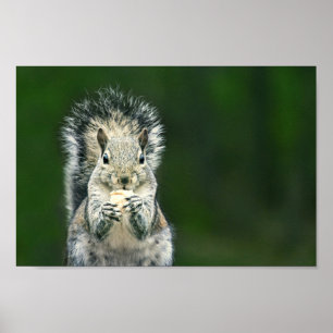 Cutest Close Up this Backyard Squirrel Wildlife Poster