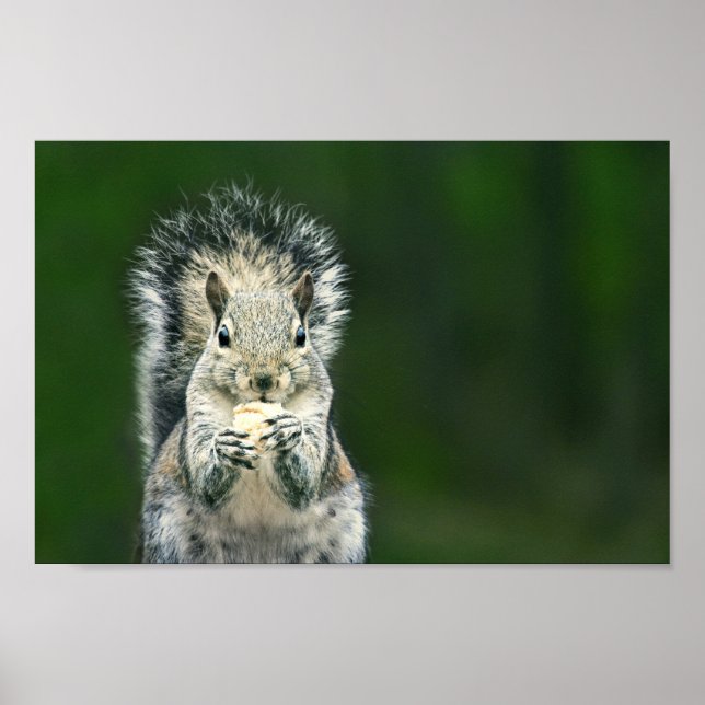Cutest Close Up this Backyard Squirrel Wildlife Poster (Framsidan)