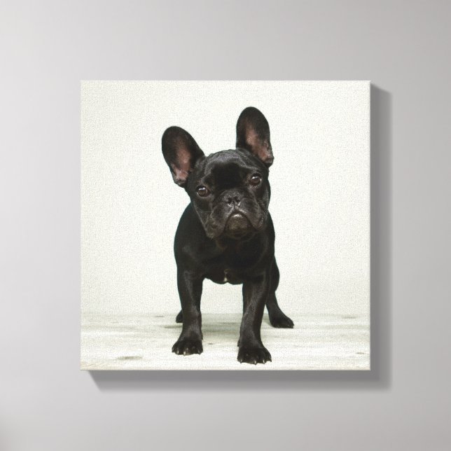 Cutest Fransk Bulldog Puppy Canvastryck (Framsida)