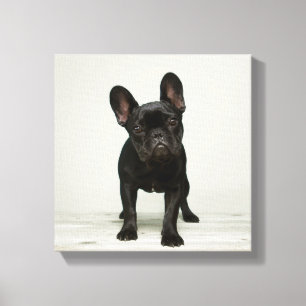 Cutest Fransk Bulldog Puppy Canvastryck