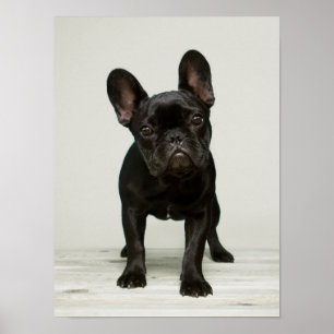 Cutest Fransk Bulldog Puppy Poster