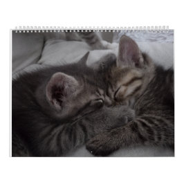 Cutest Kittens Kalender