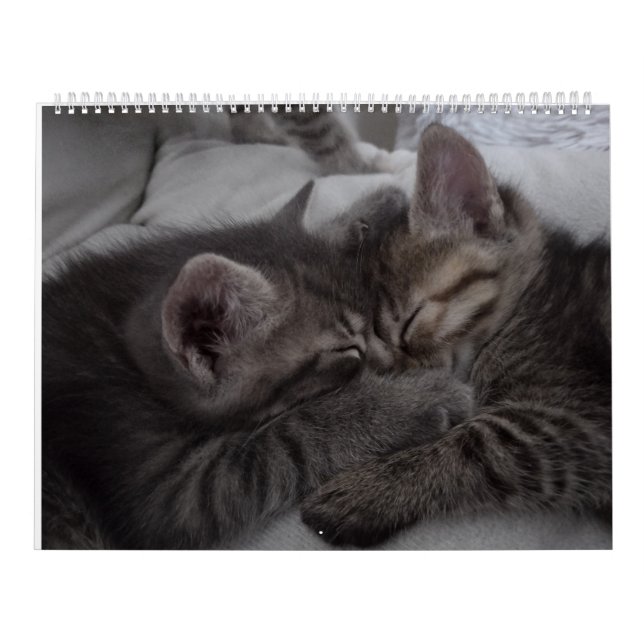 Cutest Kittens Kalender (Omslag)