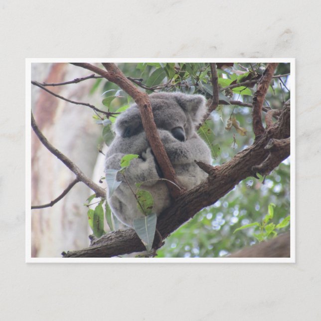 cutest koala vykort (Framsida)