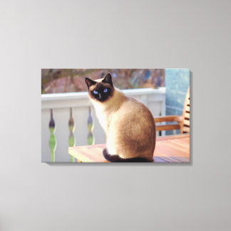 Cutest Peach Blue - Eyed Cat Canvastryck