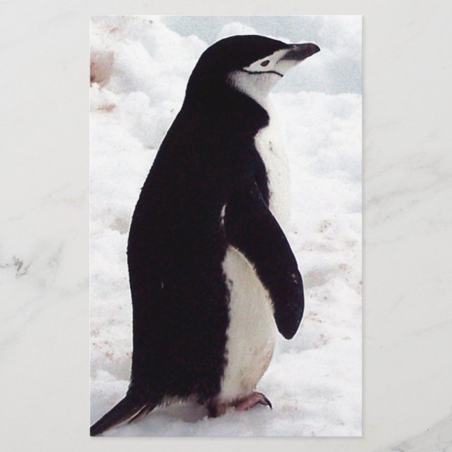 Cutest Penguin, någonsin (Framsida)