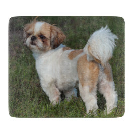 Cutest Shih Tzu