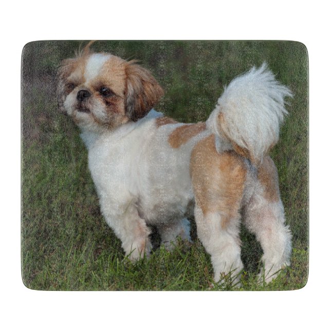 Cutest Shih Tzu (Framsidan)