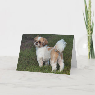 Cutest Shih Tzu Helgkort