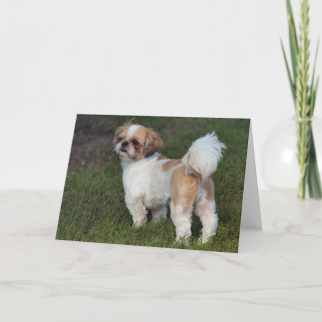 Cutest Shih Tzu Helgkort (Framsida)
