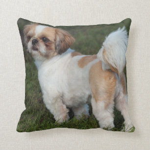 Cutest Shih Tzu Kudde