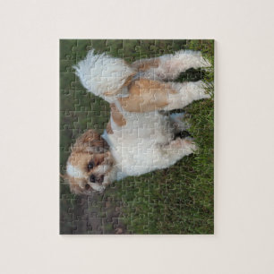 Cutest Shih Tzu Pussel