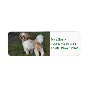 Cutest Shih Tzu Returadress Etikett