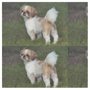 Cutest Shih Tzu Tyg
