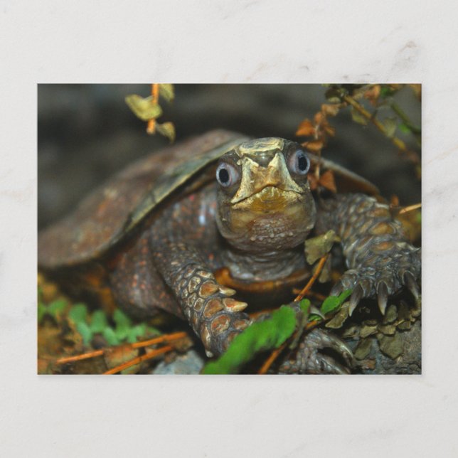 Cutest Tortoise Evaar Vykort (Framsida)