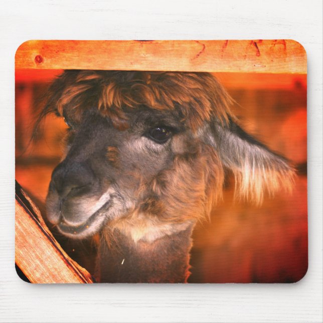 Cutey Llama Animal Musmatta (Framsidan)
