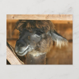 Cutey Llama Farm Animal Nature Fotovykort Vykort