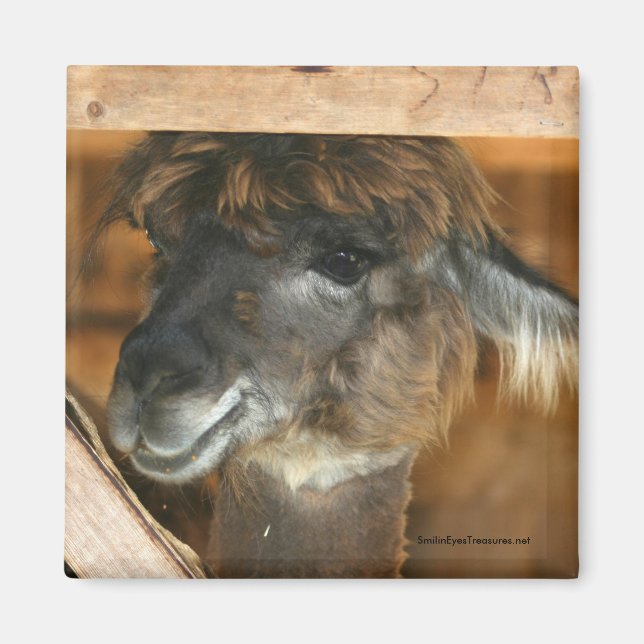 Cutey Llama Farm Animal Photography Magnet (Framsidan)