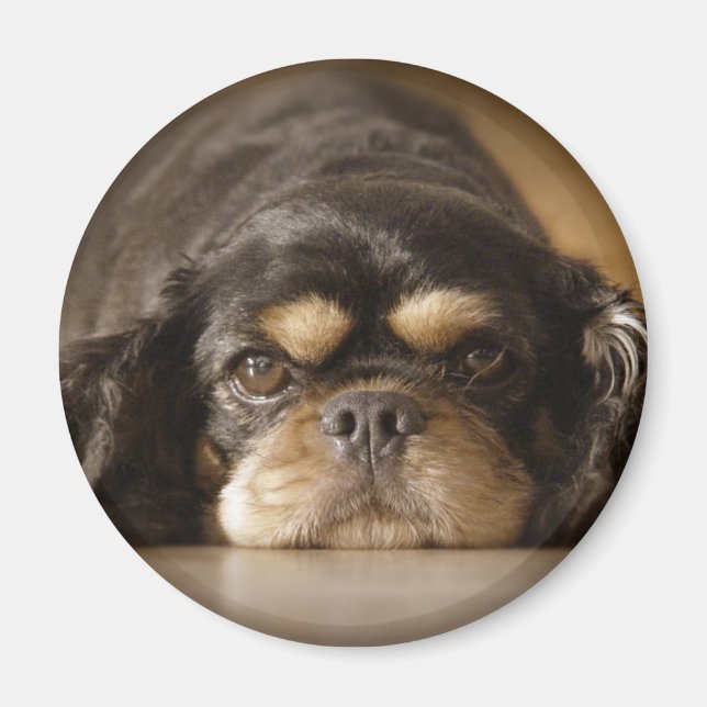 Cutie Cav! Magnet (Framsidan)