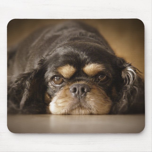 Cutie Cav! Musmatta (Framsidan)