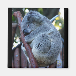 Cutie Paj Koala Magnet