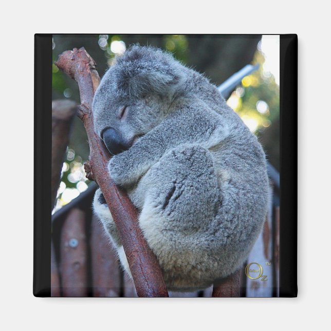 Cutie Paj Koala Magnet (Framsidan)