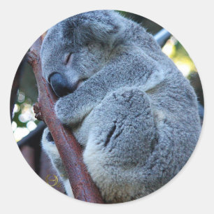 Cutie Paj Koala Runt Klistermärke