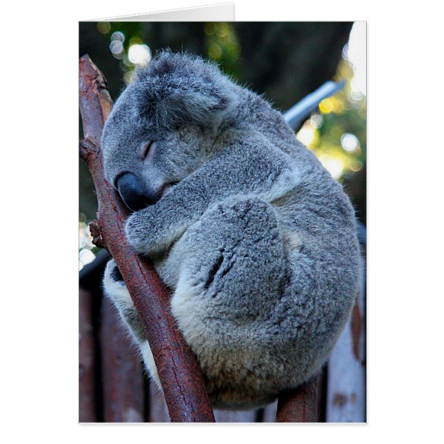 Cutie pajKoala Hälsningskort (Framsidan)