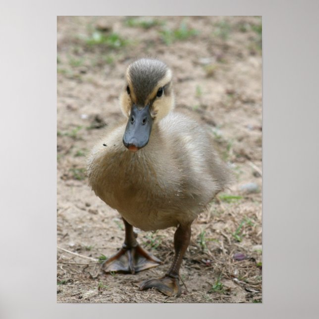 "Cutie" Poster (Framsidan)