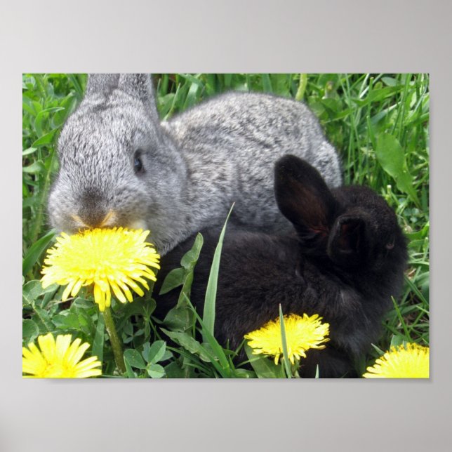 CUTLE LITTLE KINITS BUNNIES DANDELION GRASS NATURE POSTER (Framsidan)