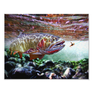 CUTTHROAT TROUT FOTOTRYCK