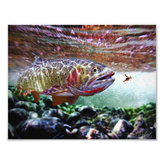 CUTTHROAT TROUT FOTOTRYCK (Framsidan)