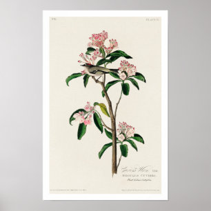 Cuviers Kinglet av Audubon Poster