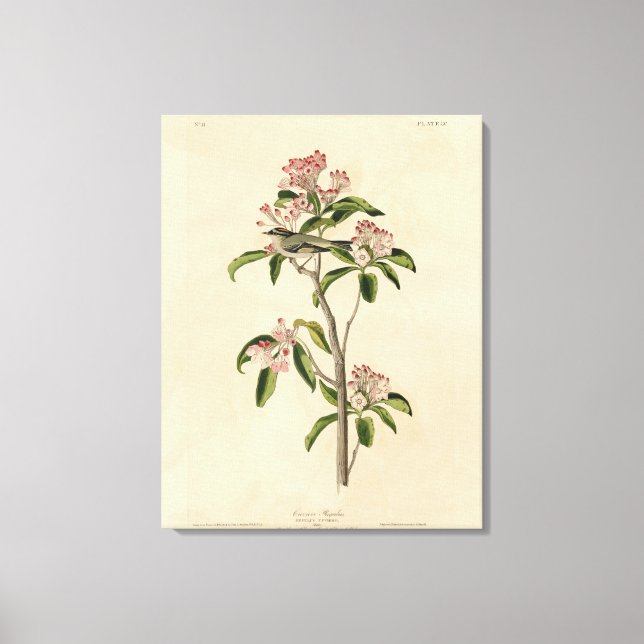 Cuviers kungsfågel (Cuviers Regulus) Canvastryck (Framsida)