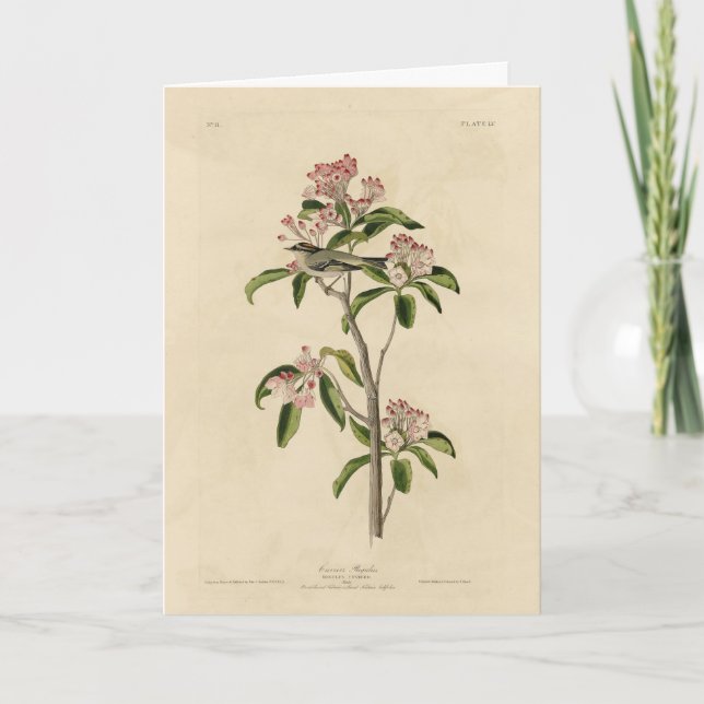 Cuviers kungsfågel (Cuviers Regulus) Kort (Framsida)