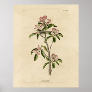 Cuviers kungsfågel (Cuviers Regulus) Poster