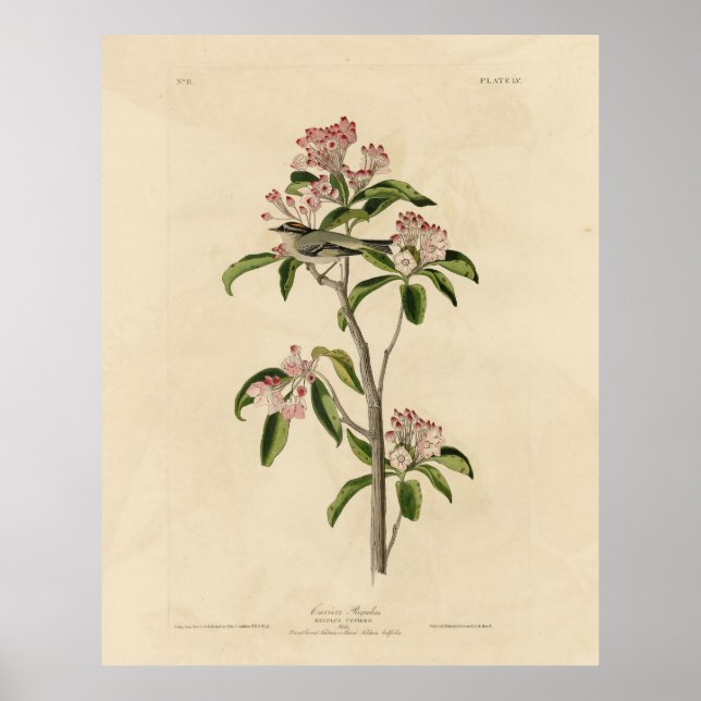 Cuviers kungsfågel (Cuviers Regulus) Poster (Framsidan)