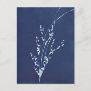 Cyanotype Print Grass Blue White Art-vykort Inbjudan Vykort