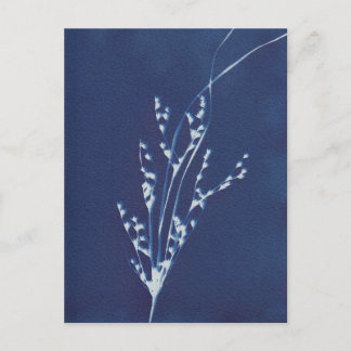 Cyanotype Print Grass Blue White Art-vykort Inbjudan Vykort