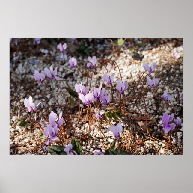 Cyclamen-affisch Poster (Framsidan)